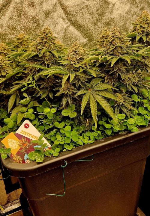 King Louis grow 2x. Week 17 - 25.02