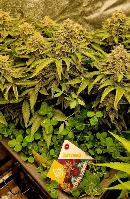 King Louis grow 2x. Week 17 - 27.02