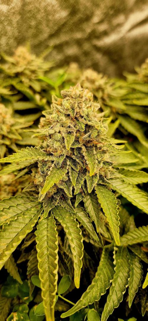 King Louis . Week 17