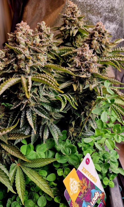 King Louis grow 2x. Week 18 - 04.03