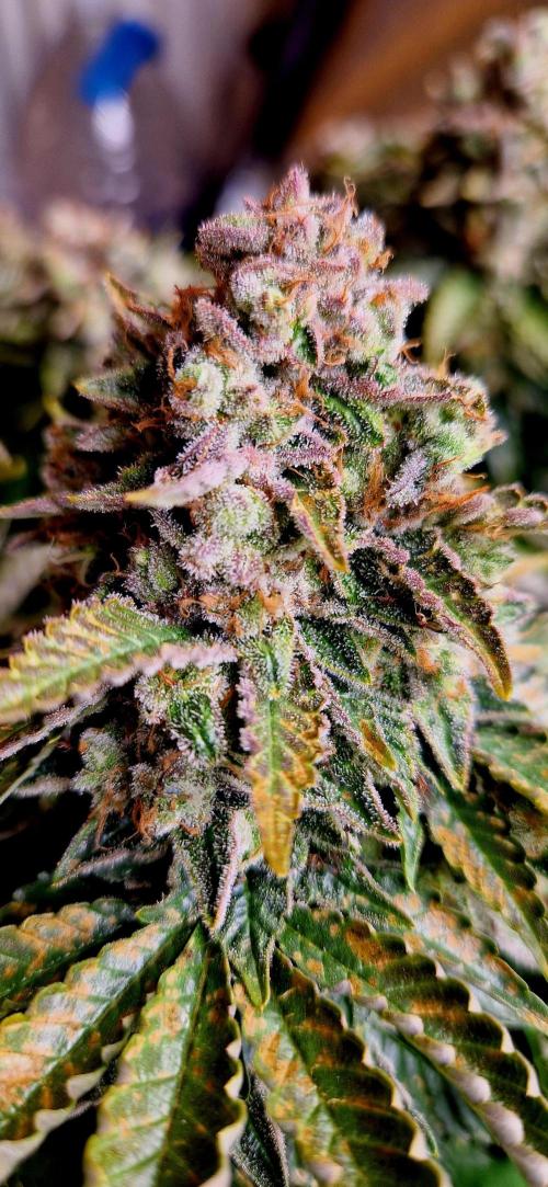 King Louis grow 2x. Week 18 - 04.03