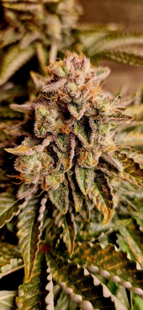King Louis grow 2x. Week 18 - 04.03 