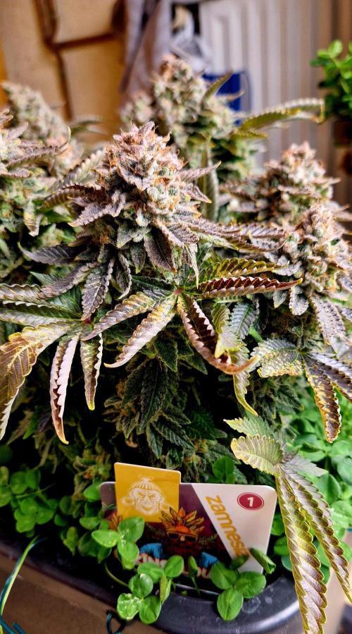King Louis grow 2x. Week 18 - 08.03