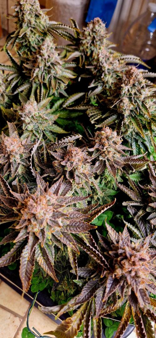 King Louis grow 2x. Week 18 - 08.03