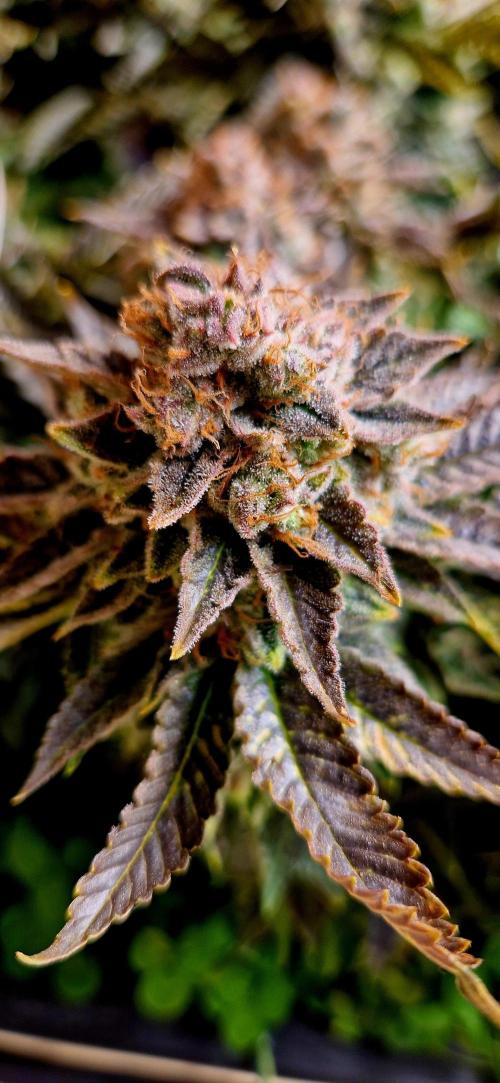 King Louis grow 2x. Week 18 - 08.03 