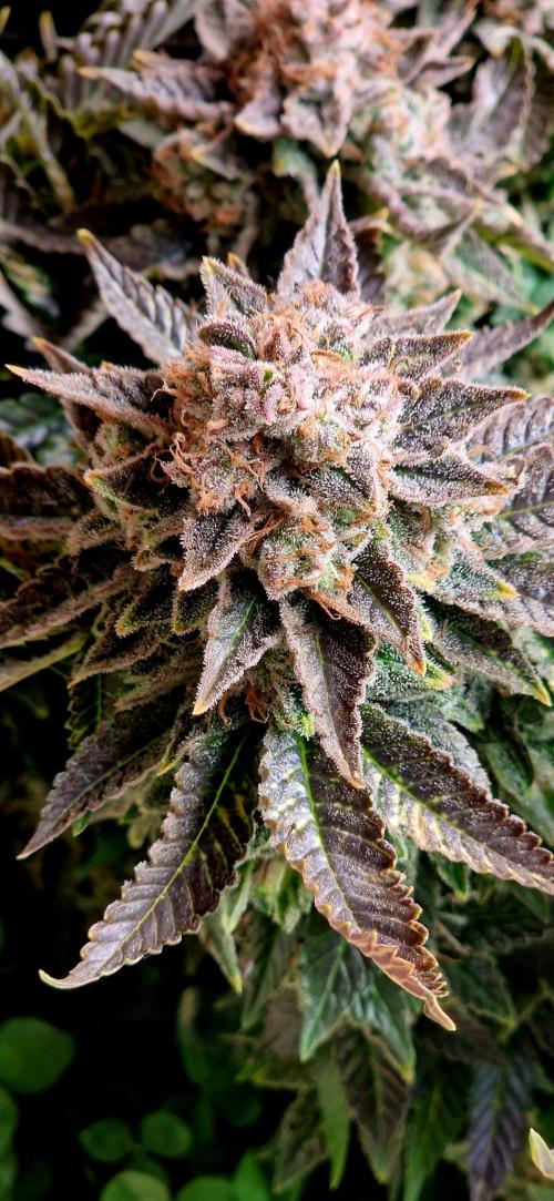 King Louis grow 2x. Week 18 - 08.03 