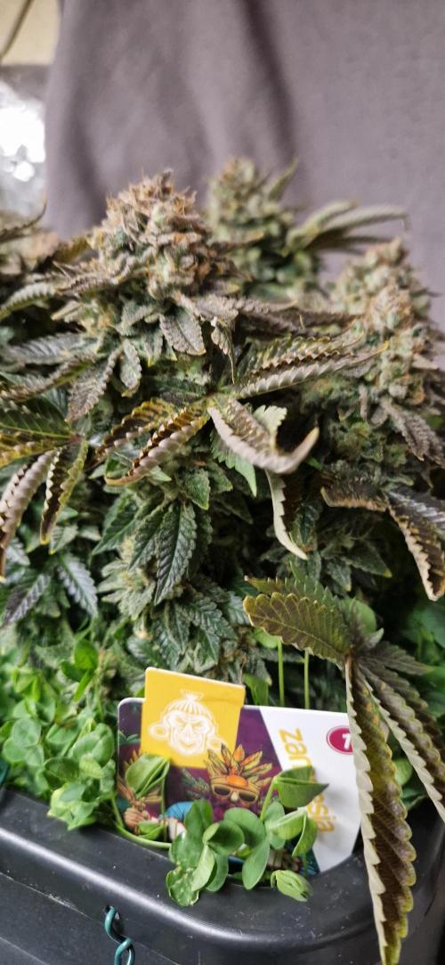King Louis grow 2x. Week 18 - 11.03