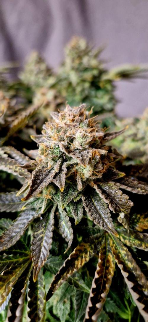 King Louis grow 2x. Week 18 - 11.03