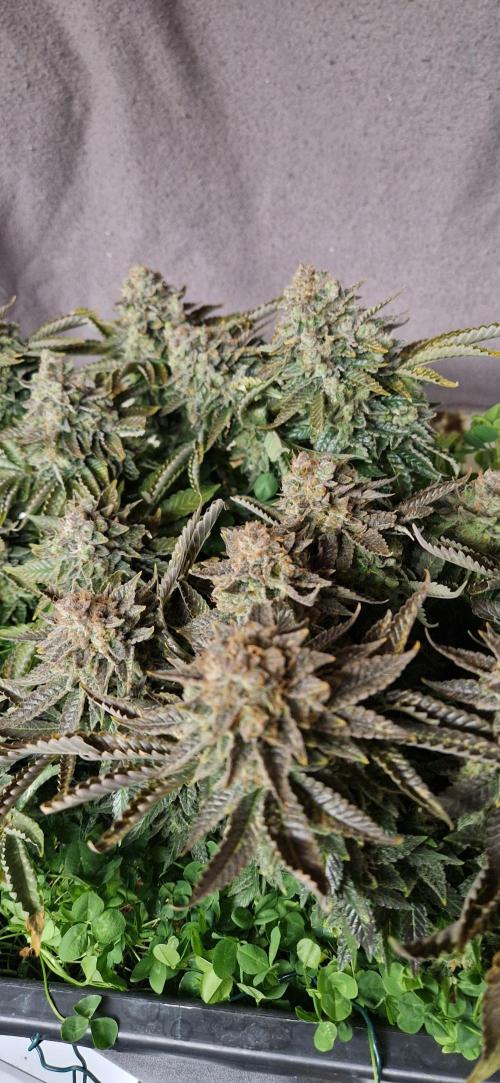 King Louis grow 2x. Week 18 - 11.03