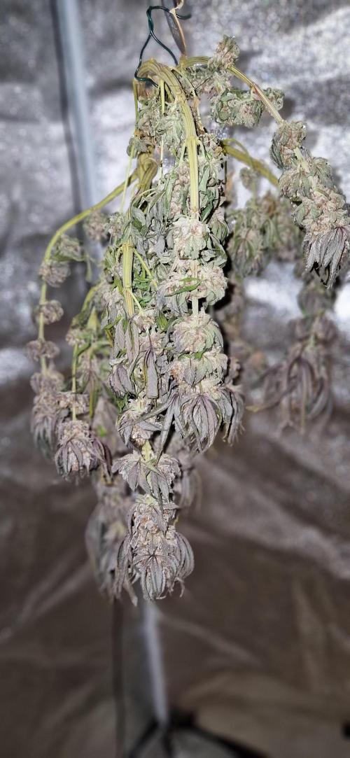 Wedding Cake Super Strains. Week 18 - 15.03