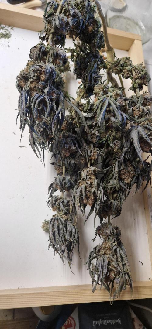Wedding Cake Super Strains. Week 18 - 22.03