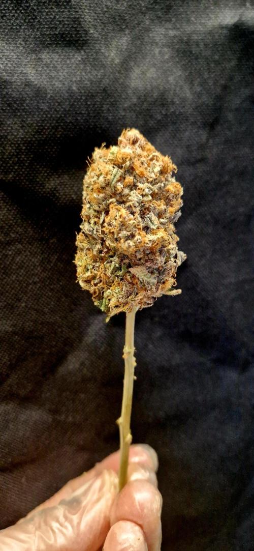 Wedding Cake Super Strains. Week 18 - 22.03
