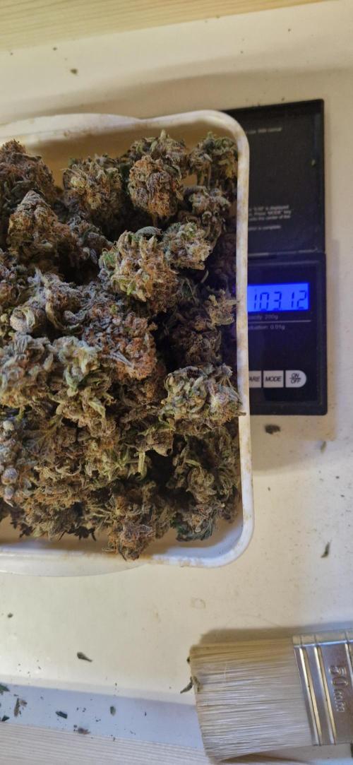 Wedding Cake Super Strains. Week 18 - 22.03