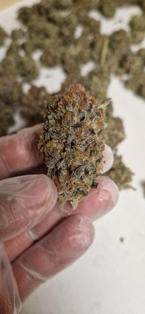 Wedding Cake Super Strains. Week 18 - 22.03