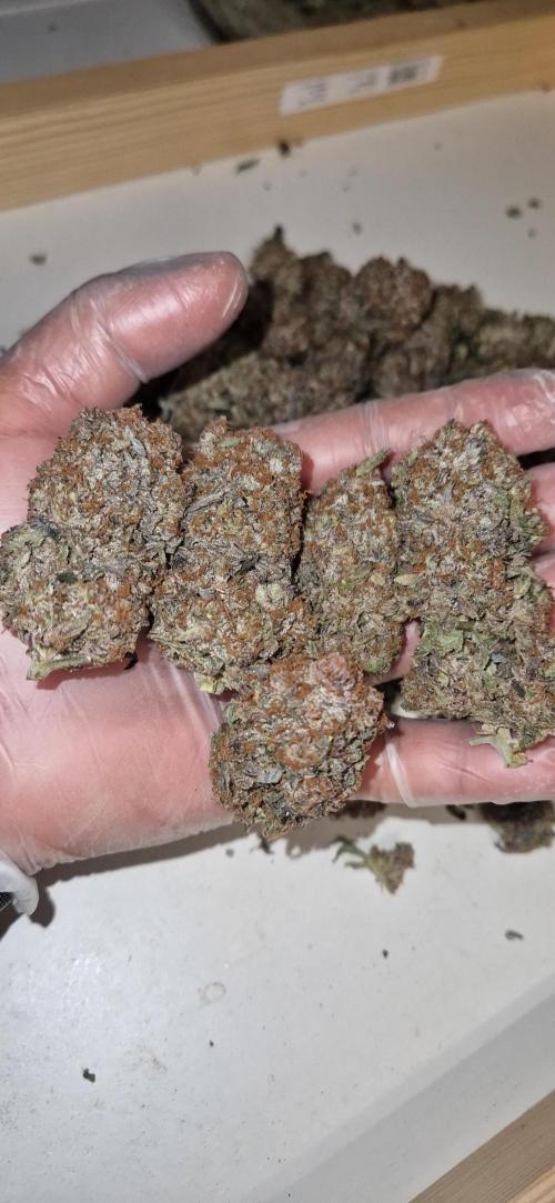 Wedding Cake Super Strains. Week 18 - 22.03