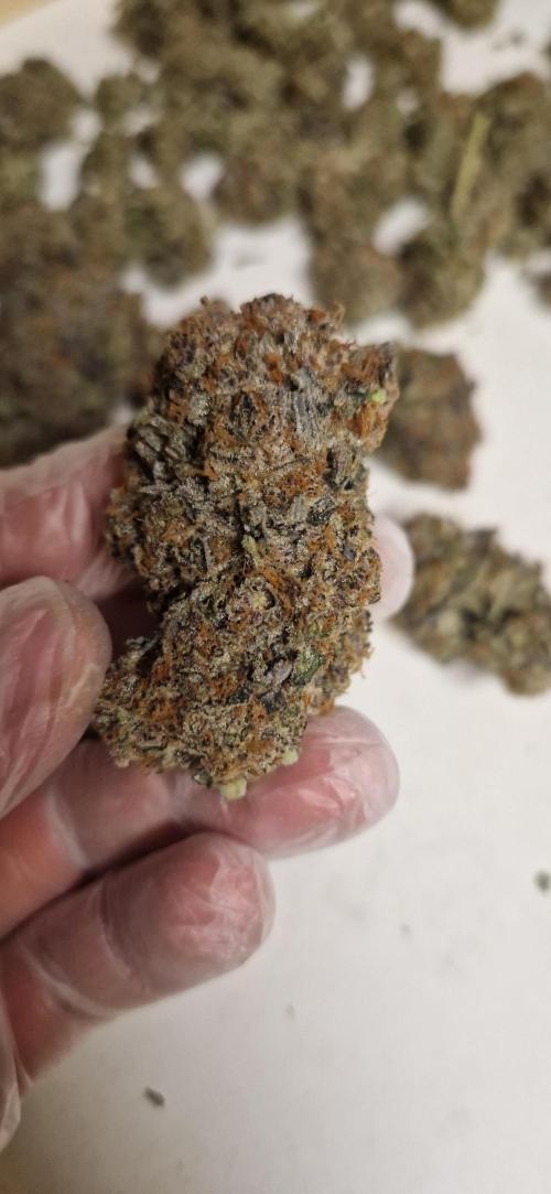 Wedding Cake Super Strains. Week 18 - 22.03