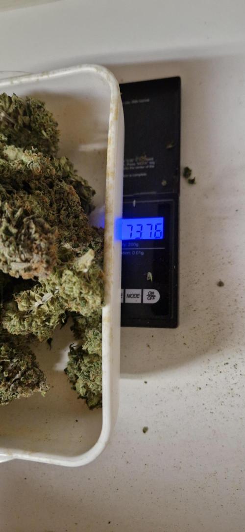 King Louis grow 2x. Week 19