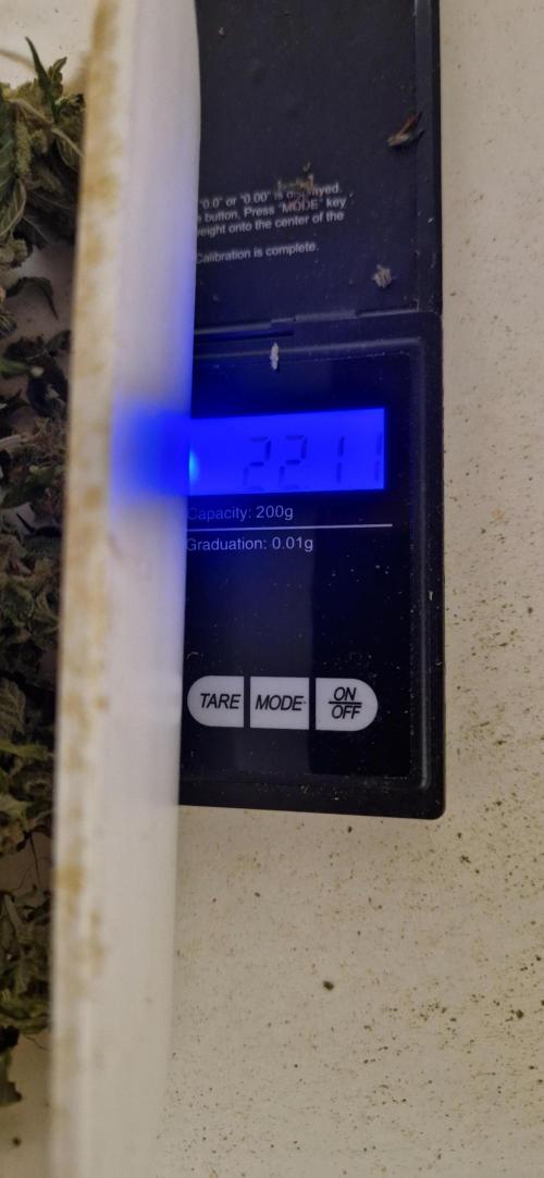 King Louis grow 2x. Week 19