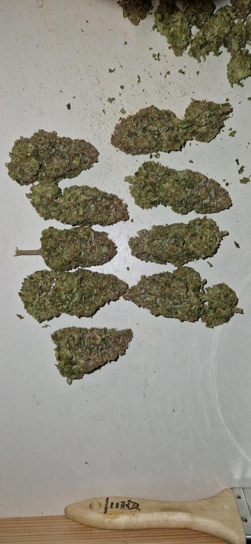 King Louis grow 2x. Week 19