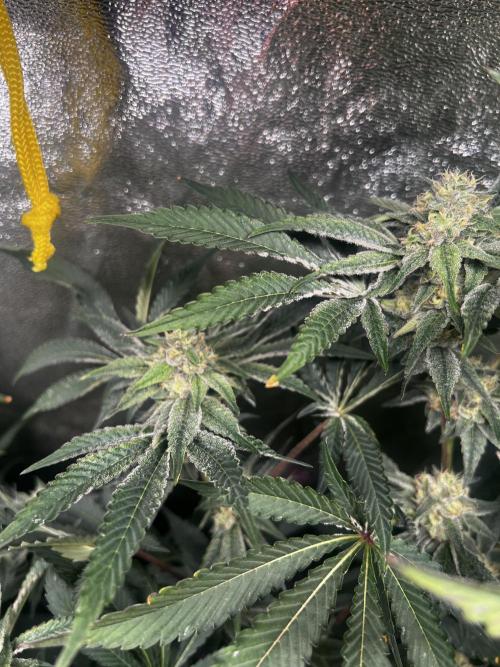 Organic_G