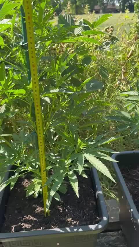 💨🍀🍈Fresca Melon Outdoor
