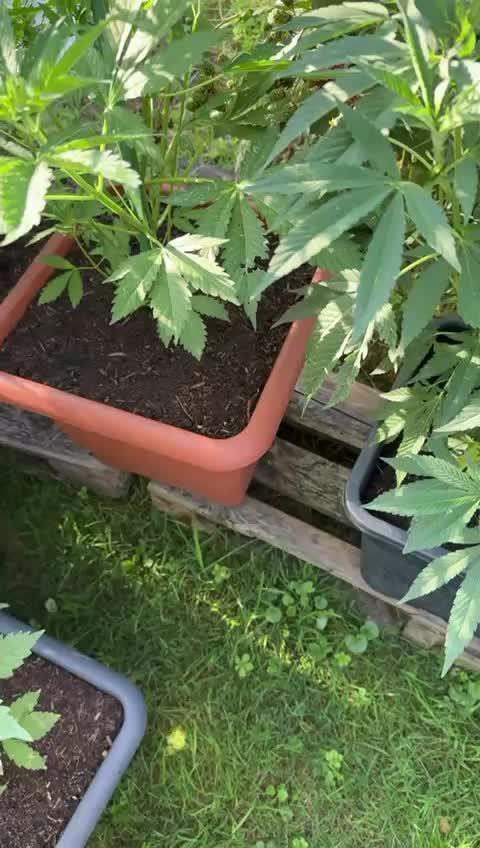 💨🍀🍈Fresca Melon Outdoor