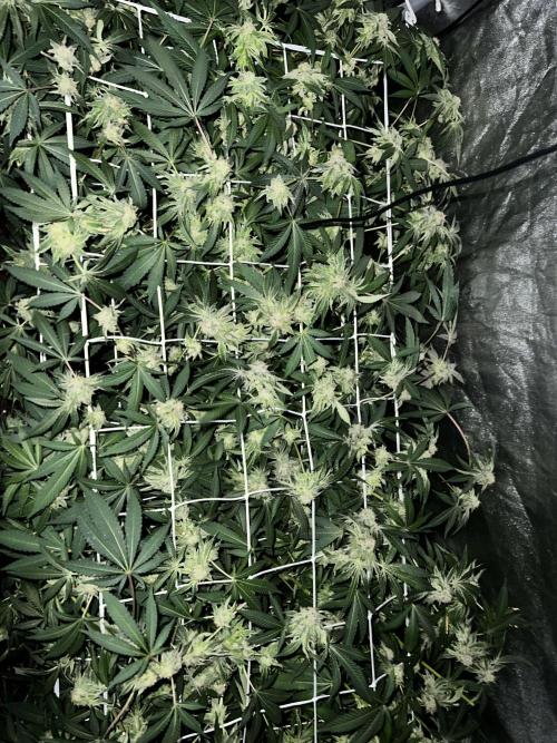 Organic_G