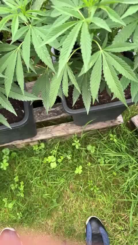 💨🍀🍈Fresca Melon Outdoor