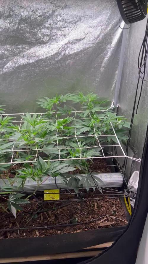 💨🍈🍀 Fresca Melon Clone #1