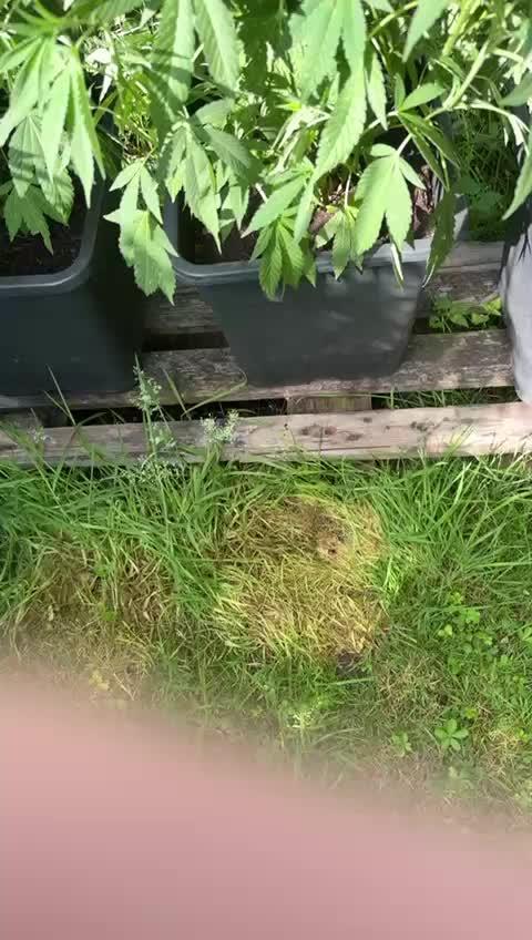 💨🍀🍈Fresca Melon Outdoor