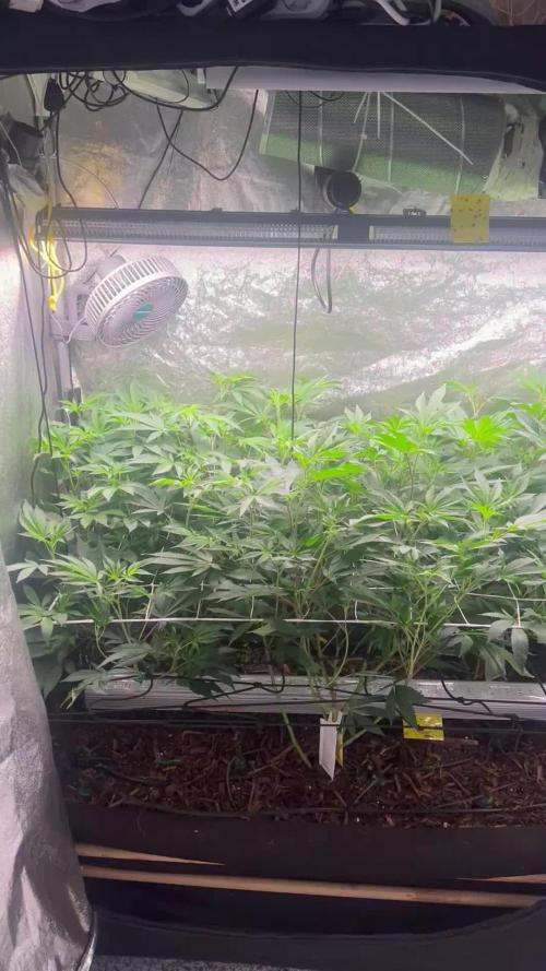 💨🍈🍀 Fresca Melon Clone #1