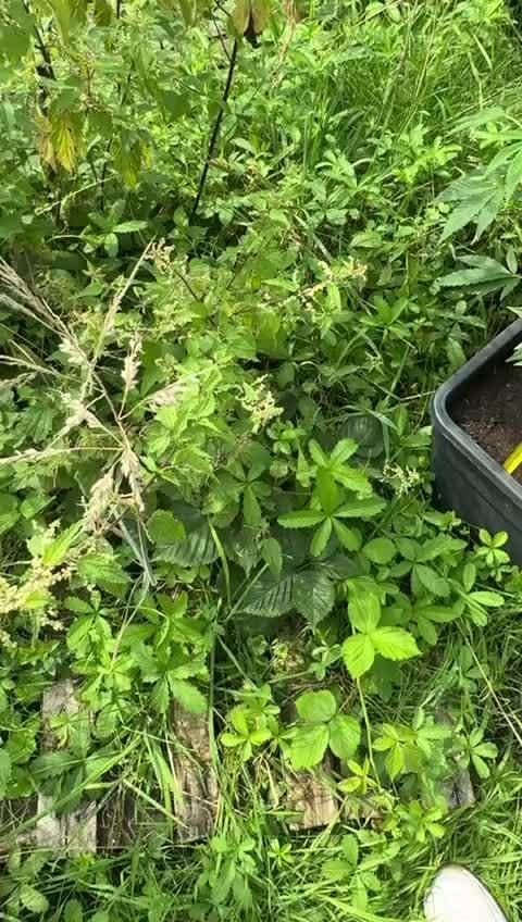 💨🍀🍈Fresca Melon Outdoor