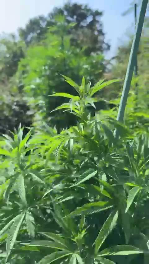 💨🍀🍈Fresca Melon Outdoor