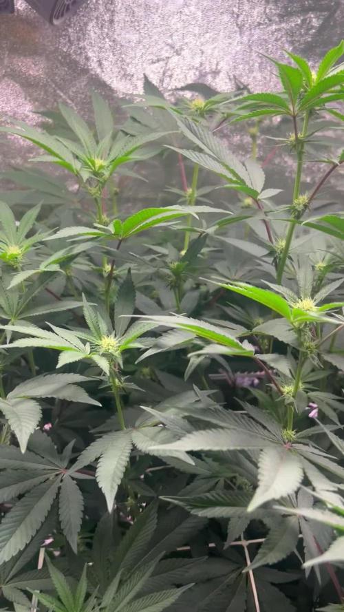 💨🍀🍈Fresca Melon Clone #2
