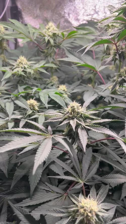 💨🍀🍈Fresca Melon Clone #2