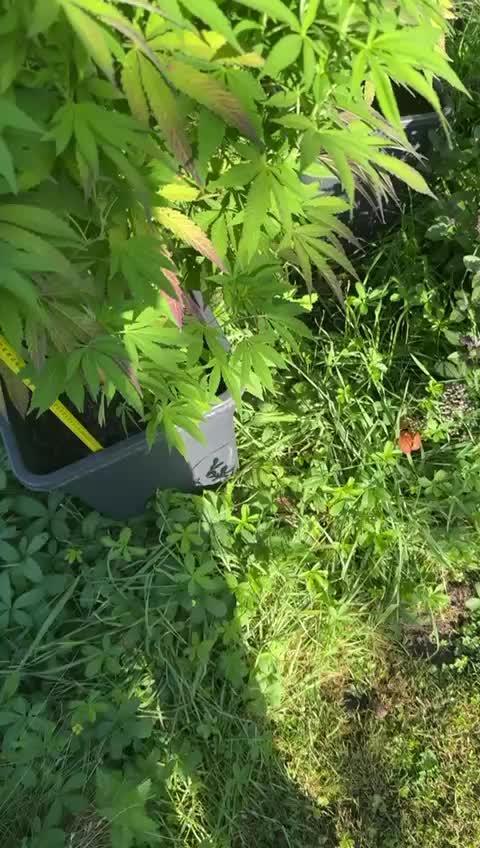 💨🍀🍈Fresca Melon Outdoor