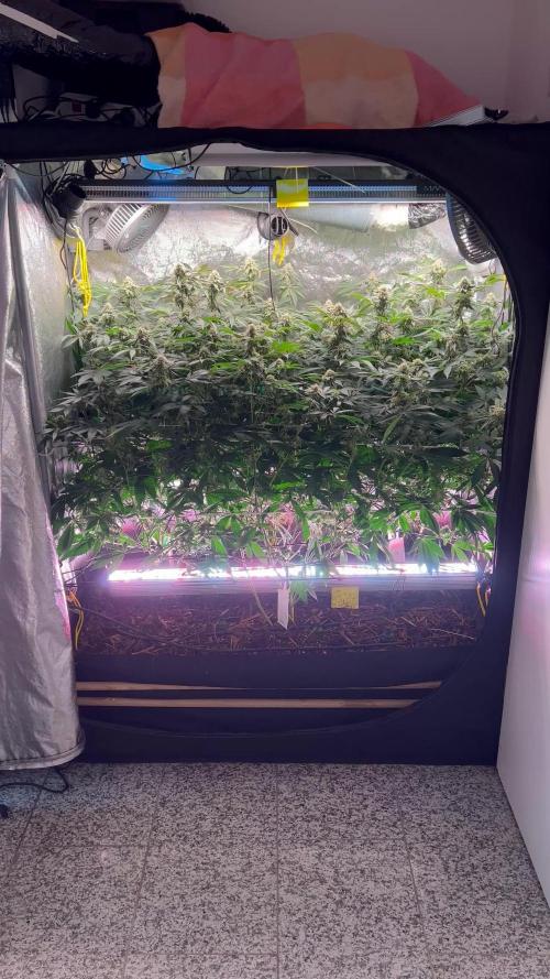 💨🍀🍈Fresca Melon Clone #2