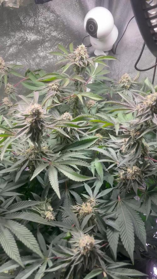 💨🍈🍀 Fresca Melon Clone #1