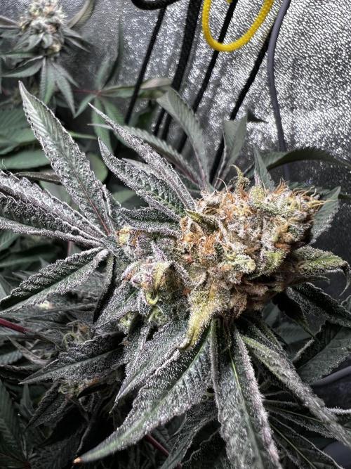 Organic_G