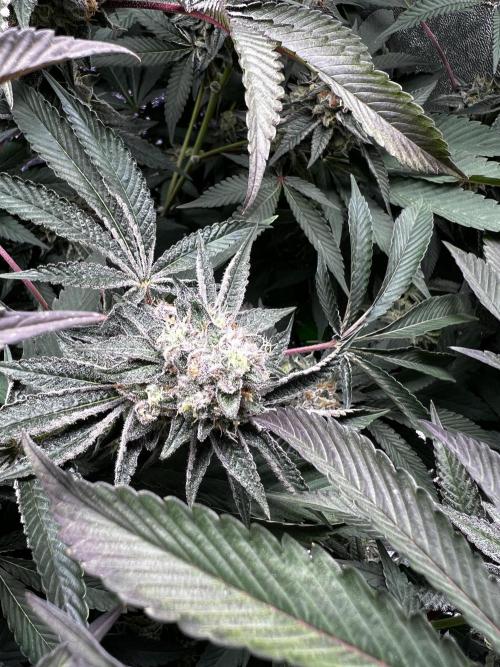 Organic_G
