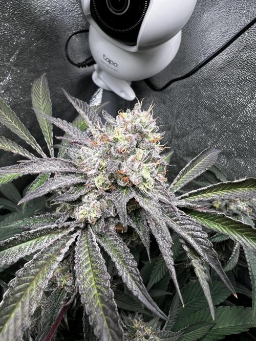 Organic_G