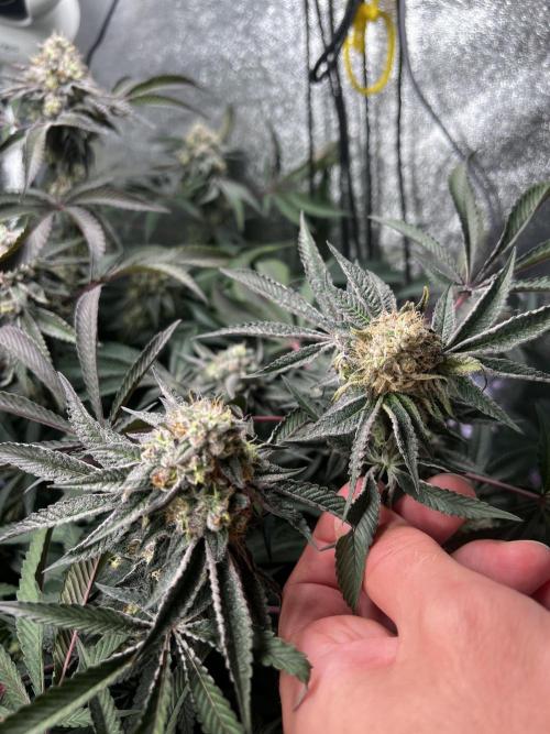 Organic_G