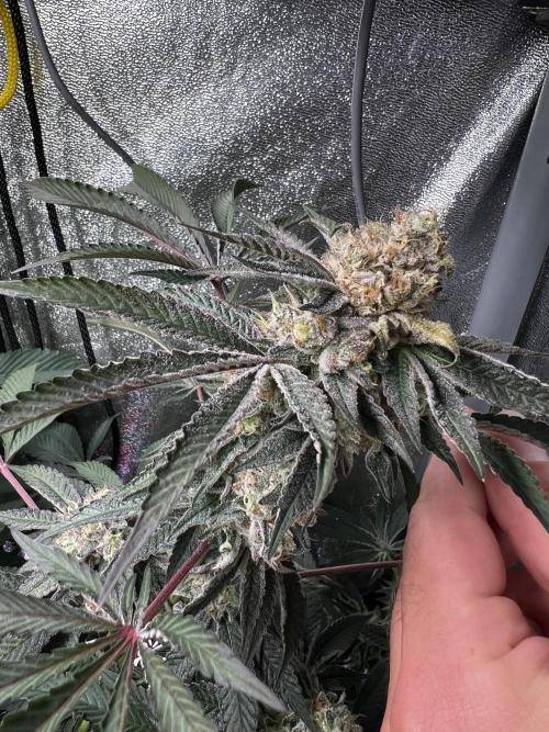 Organic_G