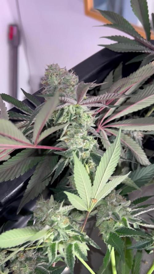 💨🍀Permanent Marker Clone #1