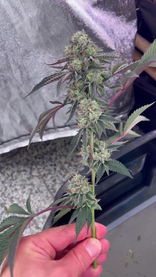 💨🍀🍈Fresca Melon Clone #2