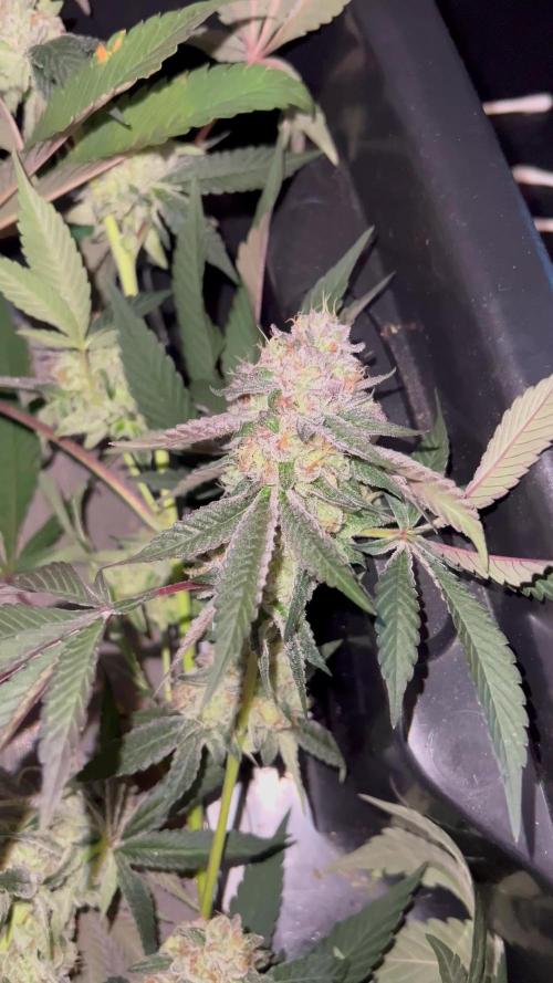 💨🍈🍀 Fresca Melon Clone #1