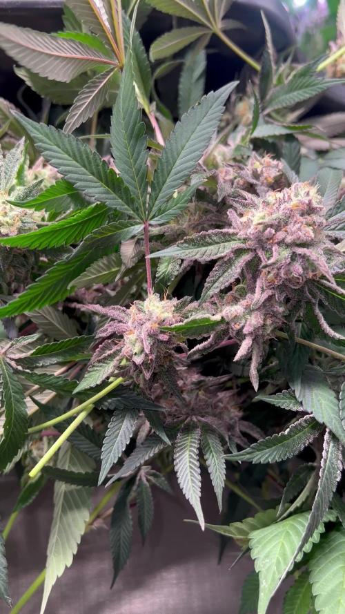 💨🍈🍀 Fresca Melon Clone #1