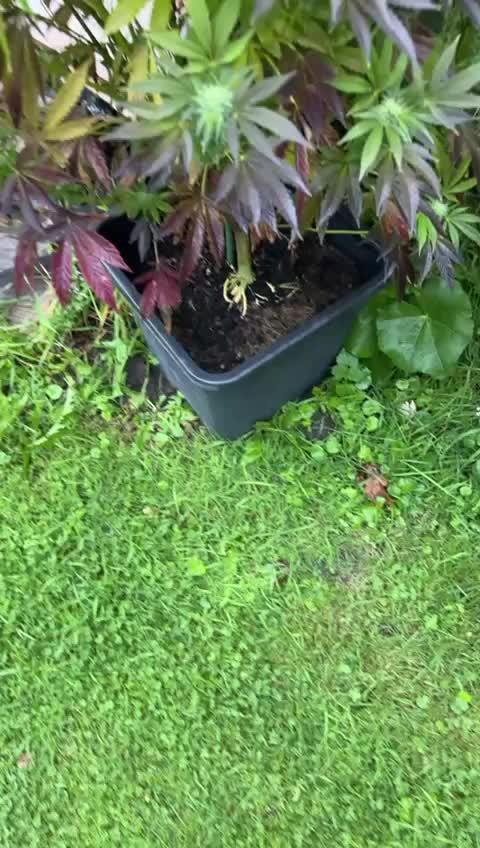 💨🍀🍈Fresca Melon Outdoor