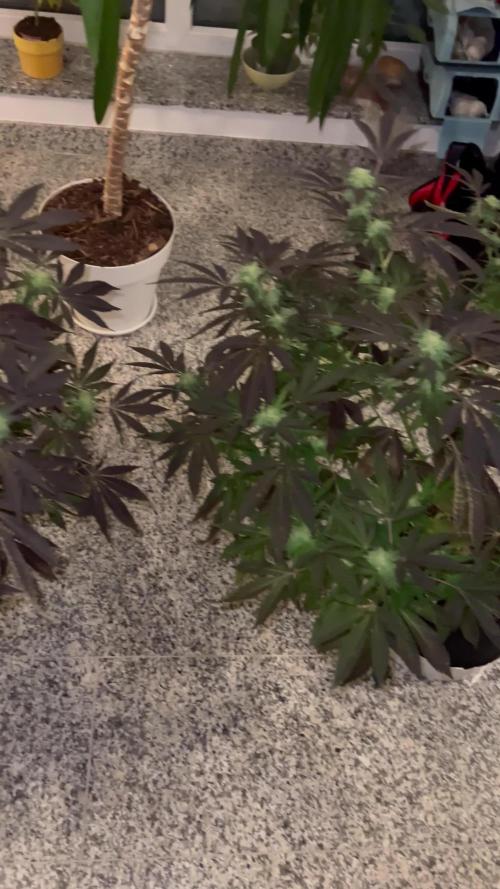 💨🍀🍈 Fresca Melon Clone #5