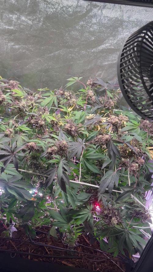 💨🍀🍈Fresca Melon Clone #2